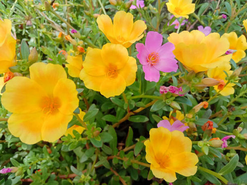 Purslane roses or rose moss (Portulaca grandiflora) is an ornamental plant belonging to the Portulac.jpg