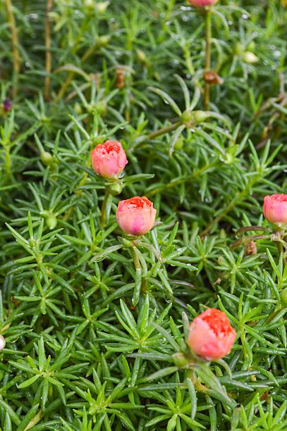 Pusley flower in garden (Portulaca oleracea).jpg