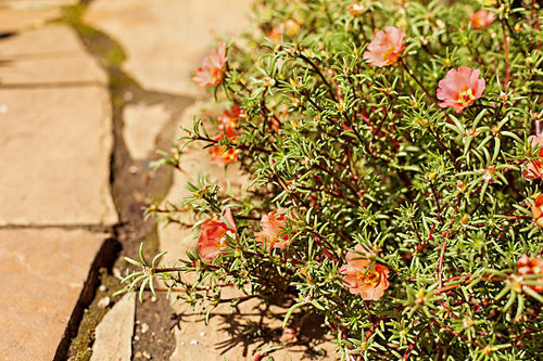 Purslane flowers in the sunlight near the garden path made of sandstone.jpg