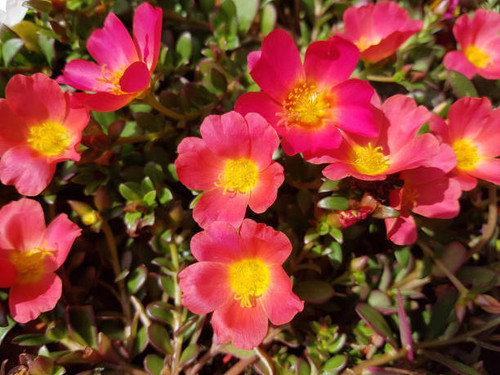 purslane; Portulaca, oleracea.jpg
