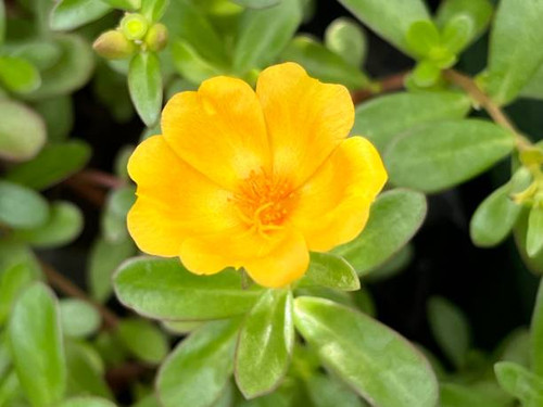 Portulaca grandiflora is a succulent flowering plant in the family Portulacaceae..jpg