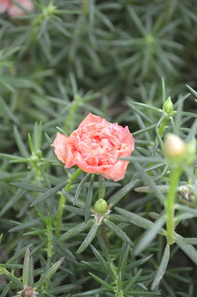 Pusley flower in garden , Portulaca oleracea.jpg