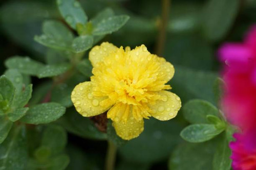 Portulaca Grandiflora yellow..jpg