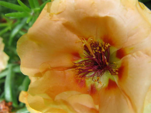 P.Spring Orange Album.jpg