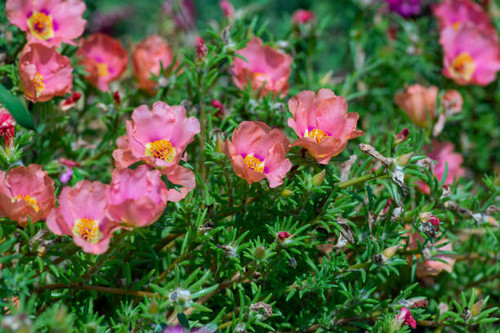 Portulaca grandiflora moss-rose flowering plant, pale pink orange color rock rose purslane flowers i.jpg