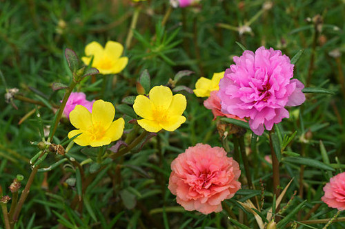 portulaca flowers at the garden..jpg