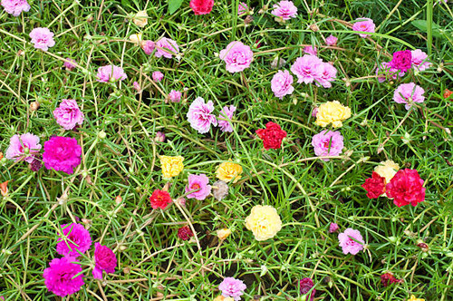 Portulaca flowers at the garden in morning.jpg