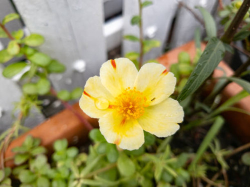 Yellow flowers are blooming in the garden..jpg