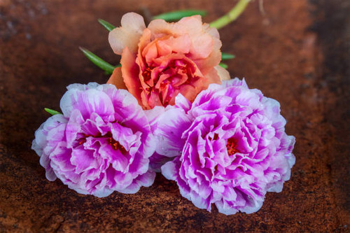 Three Portulaca Grandiflora Flowers With Pink, White, and Peach Colour.jpg
