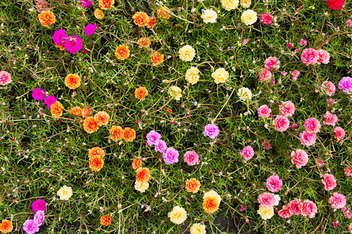portulaca flower in the garden for background.jpg