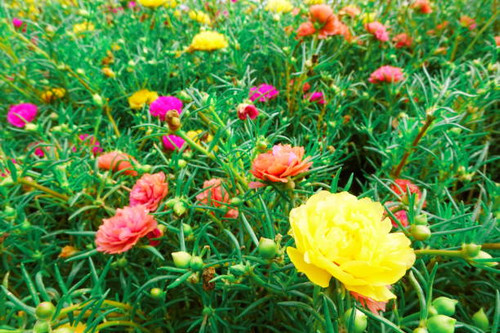 Portulaca grandiflora moss rose vintage film floral blooms.jpg