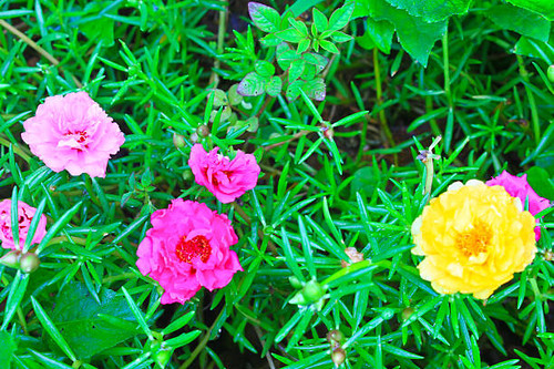 Portulaca flowers, Flowers commonly found in Thailand.jpg