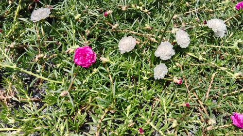 Purslane (Portulaca) is a genus of plants from the family Portulacaceae.jpg