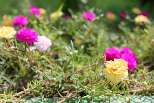 Portulaca oleracea flower or Common Purslane flower in garden, Colorful color blooming during all se.jpg