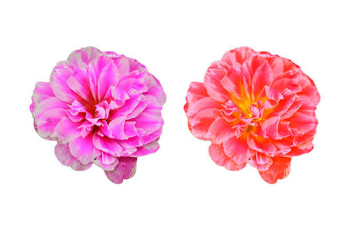 Portulaca oleracea flower on white background.jpg