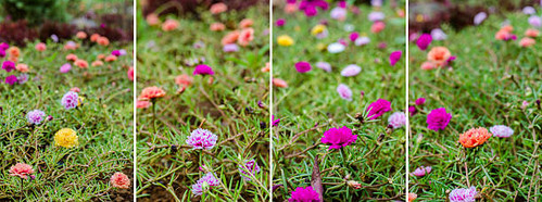 4 color series of Purslane,Pussley, Rose mose.jpg