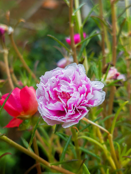 Jakarta, December 20. This morning the rain fell and soaked my flower garden, I saw a Purslane bloom.jpg