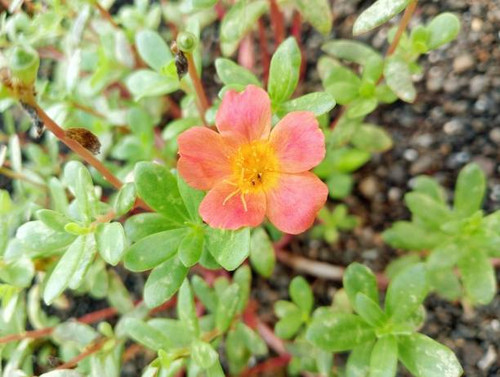 Portulaca grandiflora is a succulent flowering plant in the purslane family Portulacaceae, native to.jpg