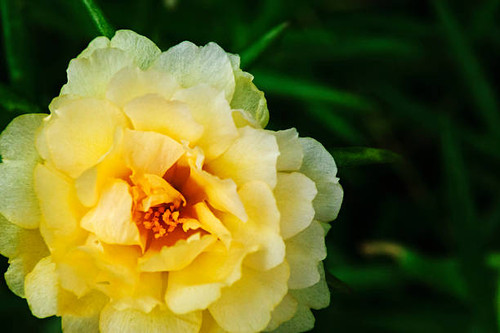 Yellow Verdolaga flower.jpg