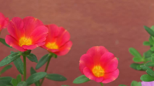 Red flowers in front of the wall. Pan camera right to left..jpg