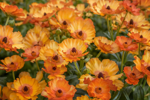 Ranunculus asiaticus, the Persian buttercup. Popular ornamental plant for gardens, parks and florist.jpg