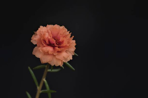 Beauty Portulaca grandiflora is a succulent flowering plant in the family Portulacaceae, including r.jpg