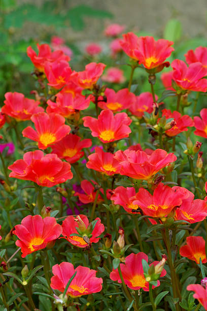 Red Portulaca flowers at the garden..jpg