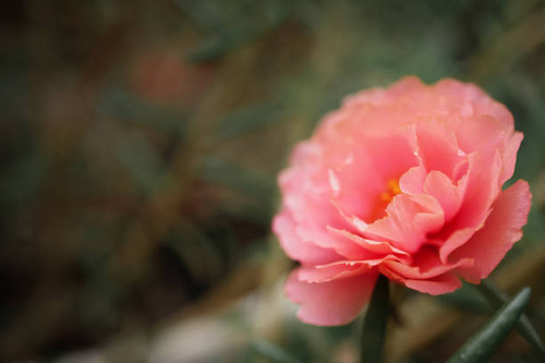 Red coral Portulaca oleracea flower blooming in garden with green leaf ,Edited Film look concept (Se.jpg