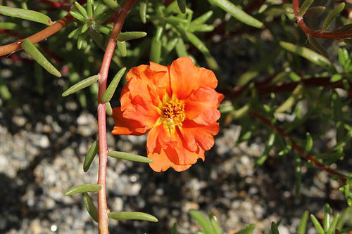 Orange "Mexican Rose" (or Rock Rose, Sun Rose, Moss Rose, Moss-Rose Purslane, Eleven Oclock) in Inns.jpg