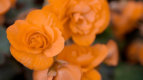 Red rose in garden.jpg