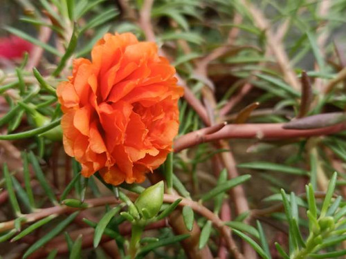Orange Moss-rose Purslane / Portulaca grandiflora Flower in the garden.jpg