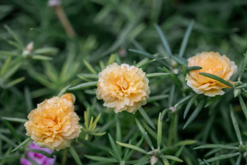 Selective focus close up beautiful Portulaca grandiflora plant in a garden.Common name including ros.jpg