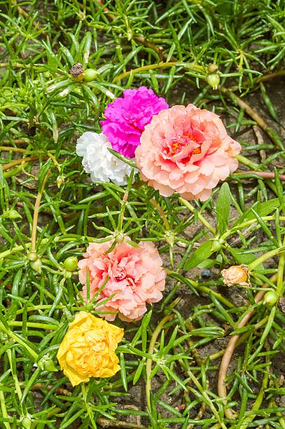 Pusley flower in garden (Portulaca oleracea).jpg