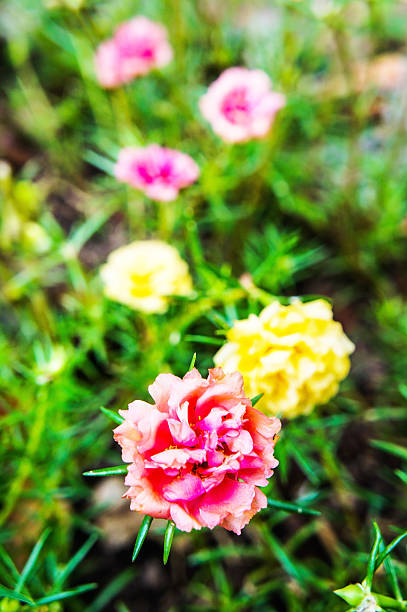 SONY DSCPusley flower in the garden of thailand.jpg