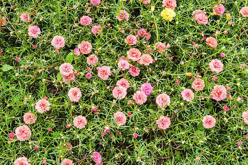 Pusley flower in garden (Portulaca oleracea).jpg