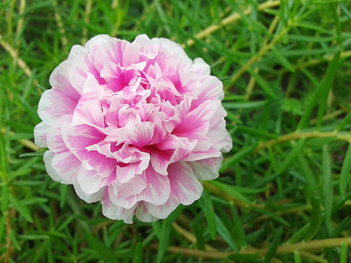 Pusley flower on green leaves background.jpg