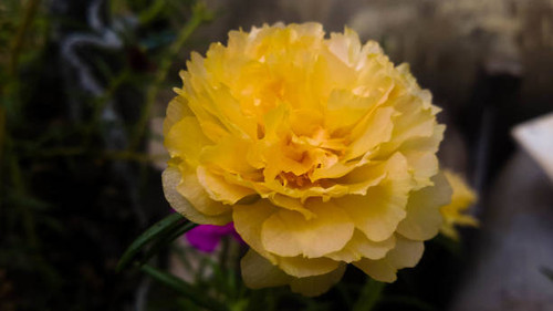 10 o"clock it time for me to bloom..jpg