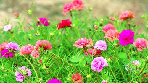 Purslane, Rose mose, Sun plant pink rose yellow flower blooming in the garden.jpg