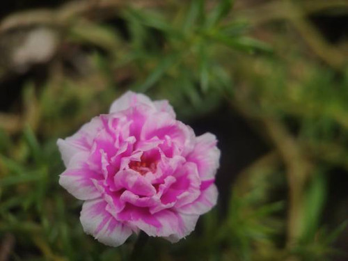 extreme close-up, pink flowers with slightly white edges, widely scattered in the yard, the scientif.jpg