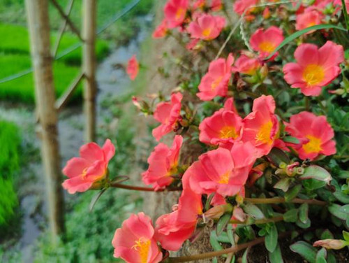 Beautiful orange purslane flowers are suitable for decoration in the yard.jpg