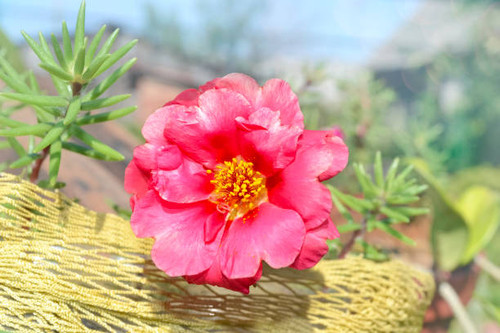 Pink purslane flower in the garden close-up on a defocused background. Selective focus.jpg