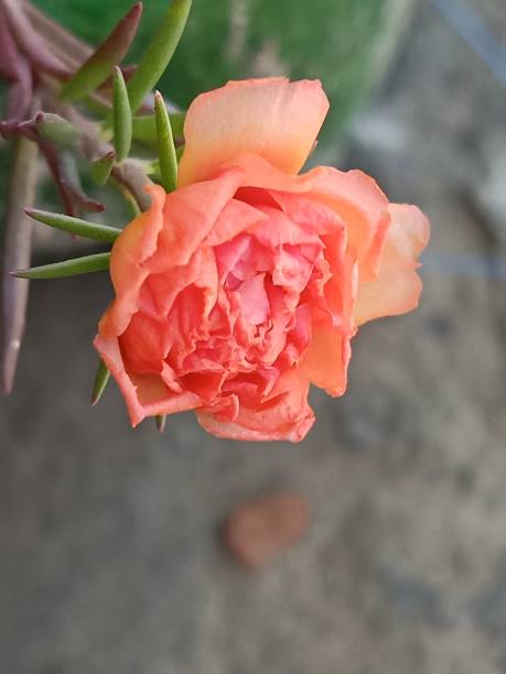 Moss Rose, Sun Plant, Sun Rose, Portulace.jpg