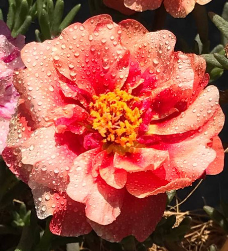 Water drops on tiny rose.jpg