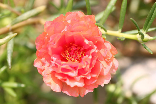 Red Common Purslane flower in the garden..jpg