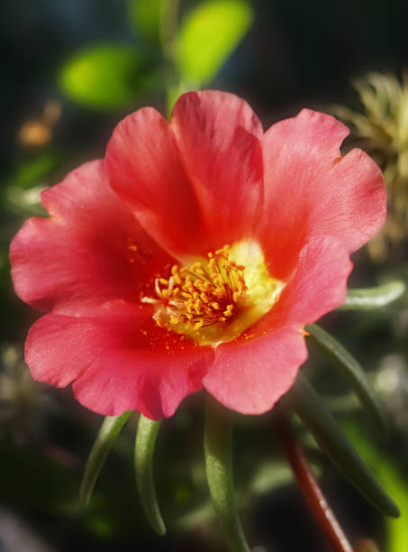 Purslane flower with red petals is illuminated by the rays of the setting sun on a dark background.jpg