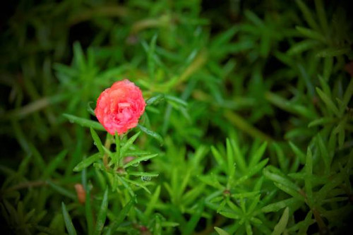 Beauty Portulaca grandiflora is a succulent flowering plant in the family Portulacaceae, including r.jpg