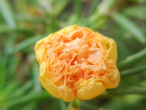 Pusley flower in garden (Portulaca oleracea).jpg