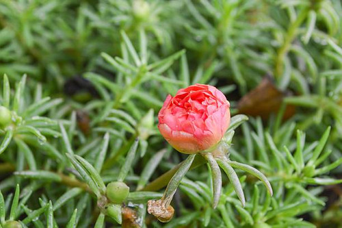 Pusley flower in garden (Portulaca oleracea).jpg