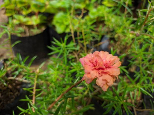?Kendari, Indonesia ? November 07, Purslane rose or rose moss (Portulaca grandiflora) is an ornament.jpg