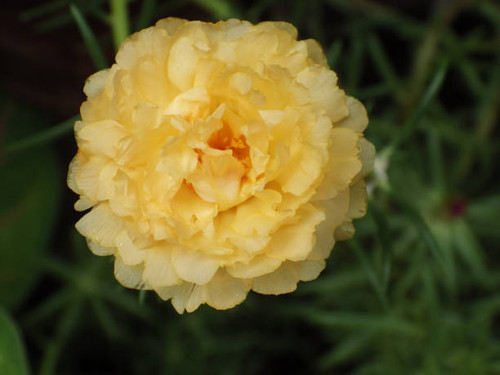 A selective focus shot of a yellow peony flower.jpg